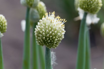 Flower of a Welsh onion