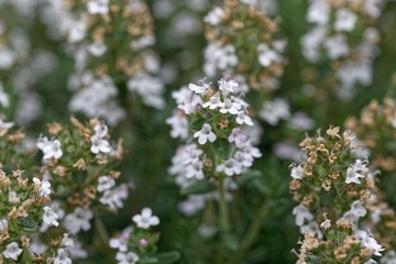 Common thyme (Thymus vulgaris)