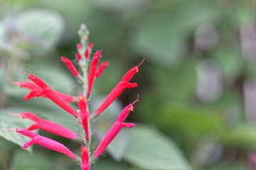 Flowers of pineapple sage or tangerine sage (Salvia elegans)