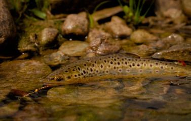 Wild Brown trout