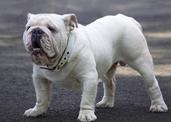 English Bulldog white color adult stands on a gray background