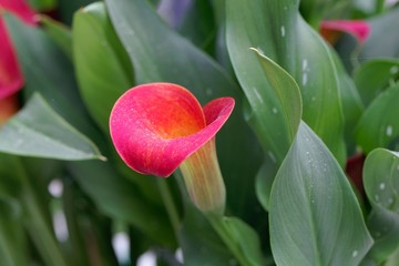 Red calla (Zantedeschia aethiopica)