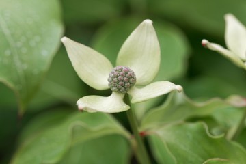 Flower of a Korean dogwood (Cornus kousa)