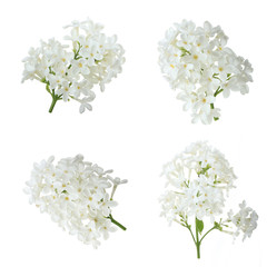 set of branches of white lilac isolated