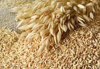 The concept of healthy eating. Whole grains of oats and oat spikelets