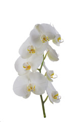 branch of orchid isolated