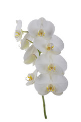 branch of orchid isolated
