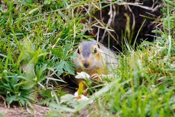 Gopher near his burrow in the steppes of Bashkortostan