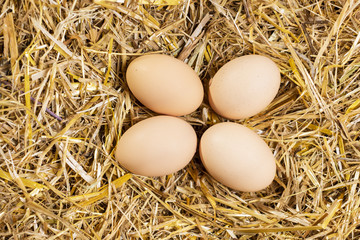 Organic chicken eggs on straw