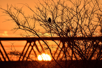 鳥と夕焼け