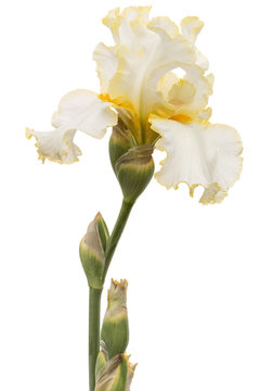 Yellow flower of iris, isolated on white background