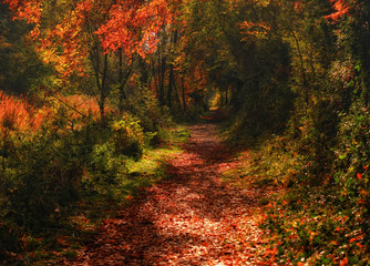 Irish Landscapes