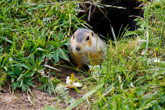 Gopher near his burrow in the steppes of Bashkortostan