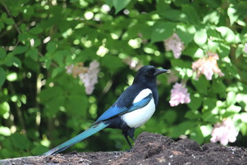 Black and White Magpie