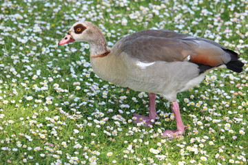 Egyptian Goose in a sea of daisies