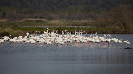 Greater flamingo, Phoenicopterus roseus