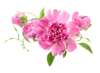 Peony flowers isolated on white