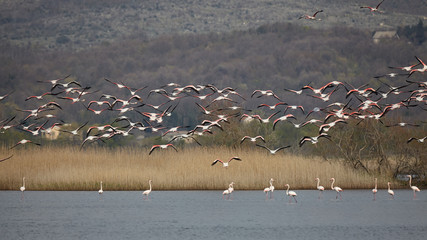 Greater flamingo, Phoenicopterus roseus
