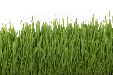 Fototapeta na wymiar green grass isolated