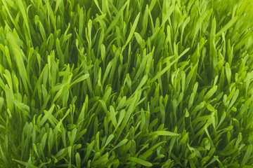 Fototapeta na wymiar green grass background. top view