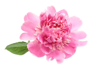 Peony flower isolated on white