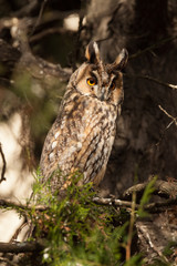 Eurasian eagle-owl, Bubo bubo