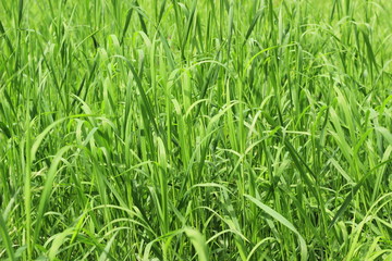 fresh green grass background