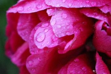 Goûtes d'eau sur rose