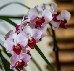 Fototapeta na wymiar purple Orchid house plant