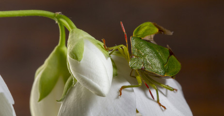 Dolycoris baccarum, the sloe bug, is a species of shield bug in the family Pentatomidae Pest of...