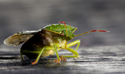 Dolycoris baccarum, the sloe bug, is a species of shield bug in the family Pentatomidae Pest of...