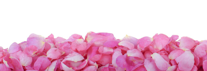 petals of rose background with copy space