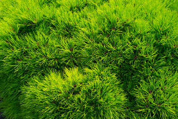 Pine fir tree needles as green background. Christmas tree branches. Evergreen forest or wood. Nature and environment. Green plant background