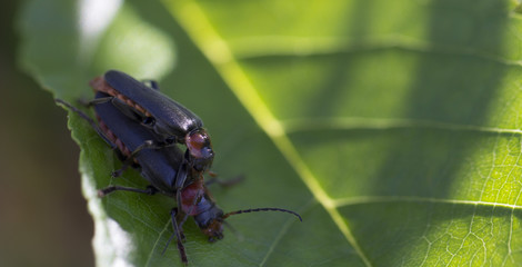two soldier beetles or cantharidae male and female mate on green leaves