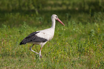White stork, Ciconia ciconia