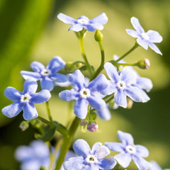 Gentle blue flowers forget-me-not (Myosotis sylvatica) on green natural background