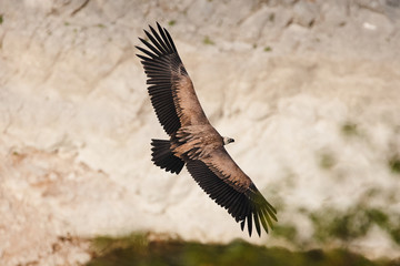 Griffon vulture, Eurasian griffon (Gyps fulvus) vulture