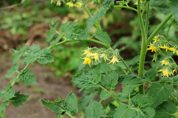 Truss of tomato flowers