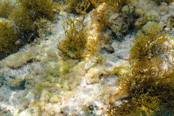 Daylight view to diverse algae on underwater sand