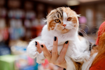 exhibition show of cats is lop-eared white, brown, long coat