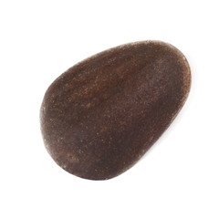 cedar nut isolated on white background