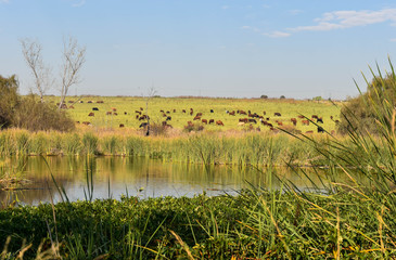 Fields of cows across the dam