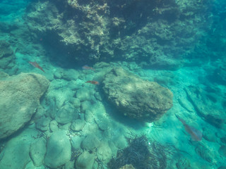 Fototapeta na wymiar Unterrwasserwelten