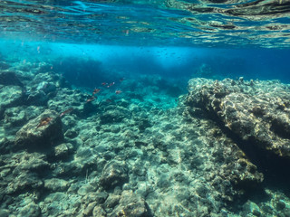 Obraz premium Unterrwasserwelten