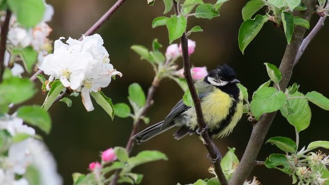 Great tit sit in the apple tree with blossom, spring, (parus major)