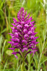 Wild orchid hybrid inflorescence - Anacamptis x simorrensis