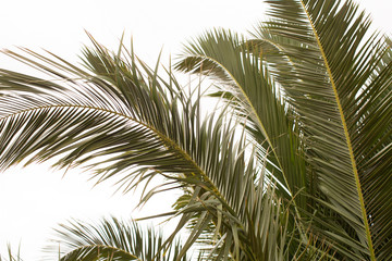 Obraz na płótnie Canvas Fronds of a Date Palm