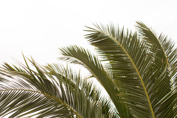 Fronds of a Date Palm