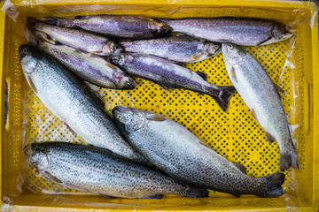 Fish in plastic basket at local food market caught near marine coastline pier in Georgia. Fresh seafood in yellow crate.