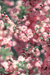 Pink flowers of almonds. Flowering almond